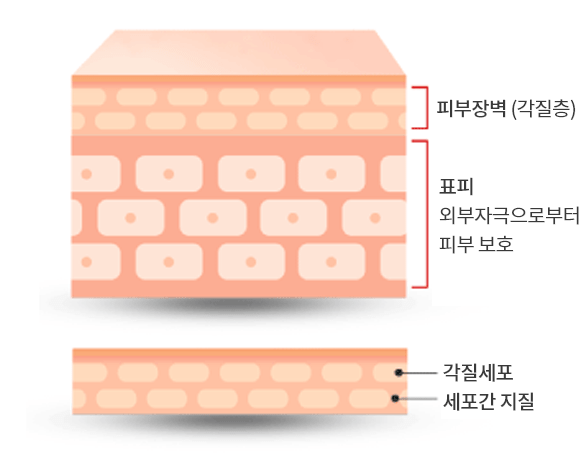 피부장벽(각질층),표피 외부자극으로부터 피부 보호, 각질세포, 세포간 지질